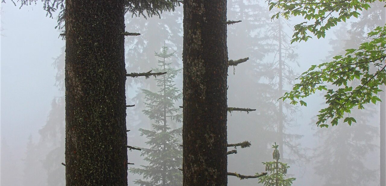 egzotic tree-89.jpg